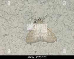 Attēlu rezultāti vaicājumam “Sitochroa verticalis”