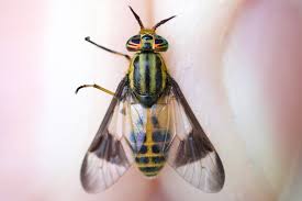 Attēlu rezultāti vaicājumam “Chrysops”