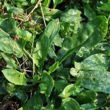Attēlu rezultāti vaicājumam “Rumex acetosella leaf”