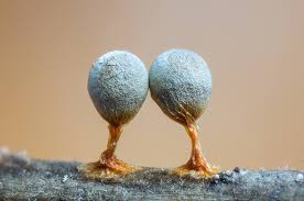 Attēlu rezultāti vaicājumam “Craterium leucocephalum”