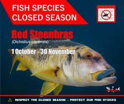 Image result for Petrus rupestris