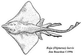 Image result for Dipturus laevis