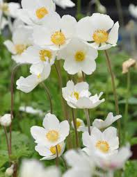Attēlu rezultāti vaicājumam “Anemone sylvestris flower”