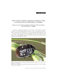 Attēlu rezultāti vaicājumam “Adomerus biguttatus”