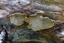Attēlu rezultāti vaicājumam “Phellinus nigrolimitatus”