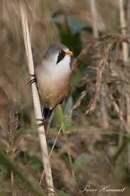 Attēlu rezultāti vaicājumam “Panurus biarmicus male”