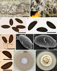 Attēlu rezultāti vaicājumam “Hypoxylon fuscum”