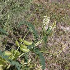 Attēlu rezultāti vaicājumam “Astragalus arenarius fruit”