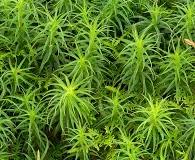 Attēlu rezultāti vaicājumam “Polytrichastrum pallidisetum”