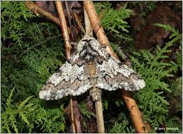 Attēlu rezultāti vaicājumam “Biston strataria”