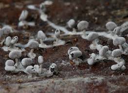 Attēlu rezultāti vaicājumam “Physarum obscurum sessile”