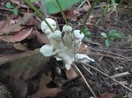 Attēlu rezultāti vaicājumam “Sebacina incrustans”