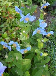 Image result for Meconopsis betonicifolia