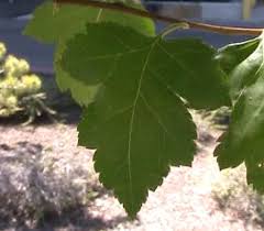 Attēlu rezultāti vaicājumam “Crataegus x macrocarpa leaf”