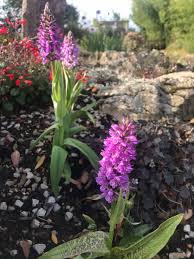 Attēlu rezultāti vaicājumam “Dactylorhiza maculata bud”