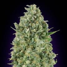 Resultado de imagen para la marihuana channel