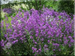 Image result for Hesperis matronalis