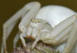 Attēlu rezultāti vaicājumam “Misumena vatia”