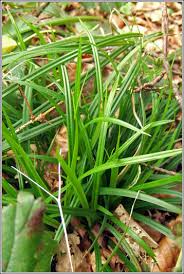 Attēlu rezultāti vaicājumam “Carex sylvatica fruit”