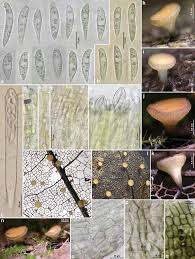 Attēlu rezultāti vaicājumam “Hymenoscyphus sp.”