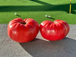 Afbeeldingsresultaat voor mortgage lifter bicolor strain tomato