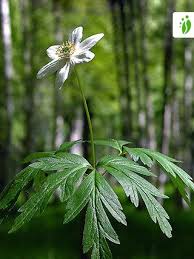 Image result for Buschwindröschen