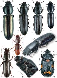 Attēlu rezultāti vaicājumam “Trogossitidae”