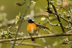 Attēlu rezultāti vaicājumam “Phoenicurus phoenicurus male”