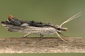 Attēlu rezultāti vaicājumam “Ypsolopha scabrella”