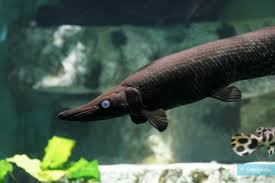 Image result for Atractosteus spatula