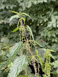 Attēlu rezultāti vaicājumam “Carex dioica male flower”