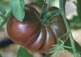 Afbeeldingsresultaat voor purple calabash tomato