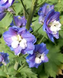 Attēlu rezultāti vaicājumam “Delphinium elatum  flower”