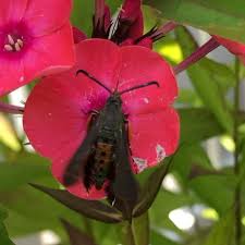 Attēlu rezultāti vaicājumam “Cribraria martinii”