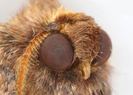 Attēlu rezultāti vaicājumam “Erannis defoliaria imago”