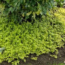 Image result for Lysimachia nummularia