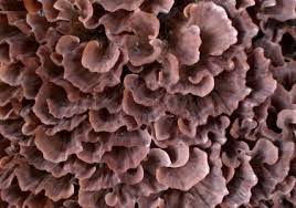 Image result for Podoscypha multizonata