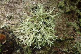 Attēlu rezultāti vaicājumam “Evernia prunastri”