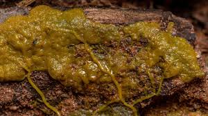 Attēlu rezultāti vaicājumam “Physarum conglomeratum sessile”