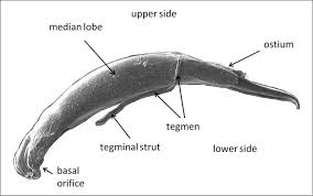 Attēlu rezultāti vaicājumam “Agelastica alni”