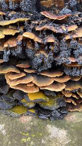 Attēlu rezultāti vaicājumam “Badhamia utricularis”