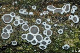 Attēlu rezultāti vaicājumam “Lachnella alboviolascens”