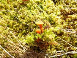 Attēlu rezultāti vaicājumam “Racomitrium canescens”