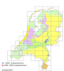 Attēlu rezultāti vaicājumam “Semioscopis oculella”