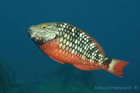 Image result for Sparisoma viride