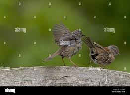 Attēlu rezultāti vaicājumam “Prunella modularis adult”