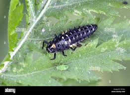 Attēlu rezultāti vaicājumam “Anatis ocellata”