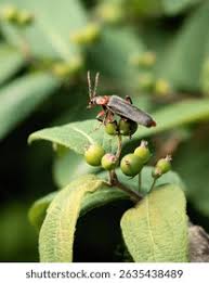 Attēlu rezultāti vaicājumam “Cantharis fusca”