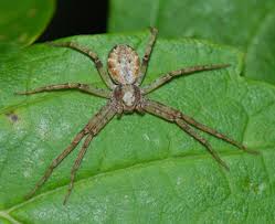 Attēlu rezultāti vaicājumam “Philodromidae”