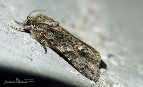 Attēlu rezultāti vaicājumam “Acronicta rumicis imago”